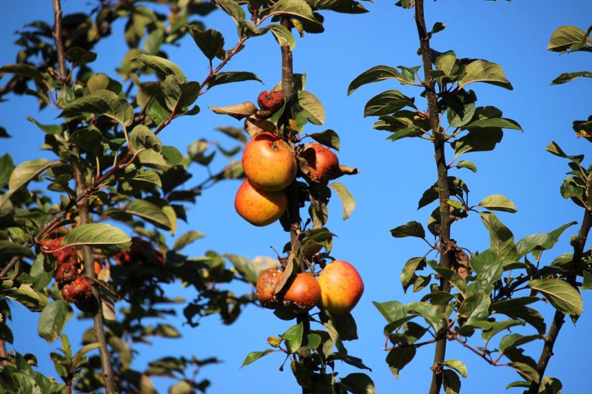 Der Herbst, der Herbst, der Herbst ist&nbsp;da