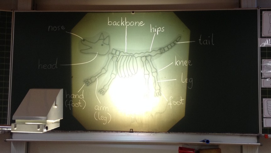 tafelbild-dog-skeleton