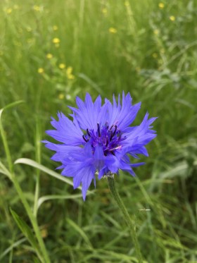 2019-05-27 17.04.22.jpg